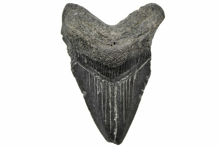 Juvenile Megalodon Tooth - South Carolina #195952
